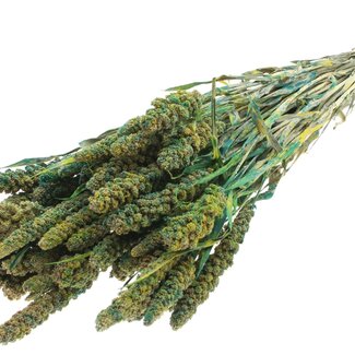 QC Dried Millet | Colour: Multicoloured Green | Pennisetum Dried Flowers | Length ± 60 centimetres | Weight 250 grams | Per bunch