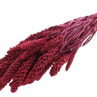 QC Getrocknete Hirse | Farbe: Kirschfarben | Pennisetum Trockenblumen | Länge ± 70 Zentimeter | Gewicht 250 Gramm | Pro Bund