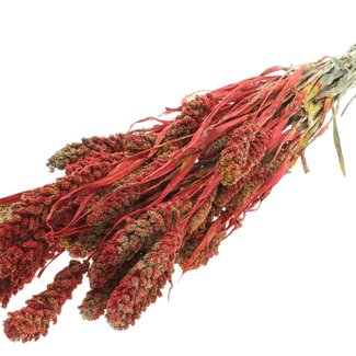 QC Dried Millet | Colour: Multicoloured Red | Pennisetum Dried Flowers | Length ± 60 centimetres | Weight 250 grams | Per bunch