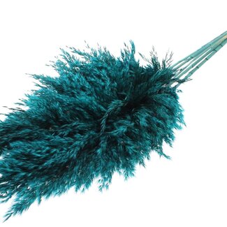 QC Dried Pampas Plumes | Colour: Turquoise | Pampas Dried Flowers | Length ± 100 centimetres | 5 plumes per bunch | Per bunch