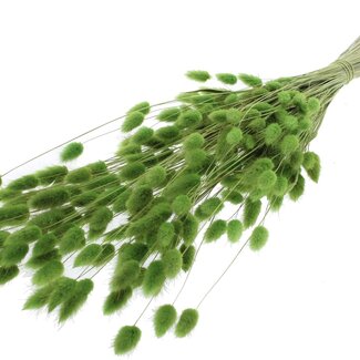 QC Dried Hare's Tail Grass Premium | Colour: Light Green | Lagurus Ovatus dried flowers | Length ± 70 centimetres | Weight 100 grams | Per bunch