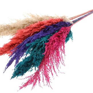 QC Getrocknete Pampasgraswedel „Bunt 4“ | Farbe: Gemischte Farben | Pampas Trockenblumen | Länge ± 100 Zentimeter | 5 Wedel pro Bund | Pro Bund