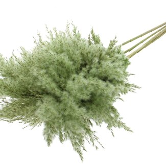QC Getrocknete Pampaswedel | Farbe: Hellgrün | Pampas Trockenblumen | Länge ± 100 Zentimeter | 5 Wedel pro Bund | Pro Bund