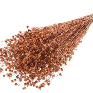 QC Dried Lino Flax | Colour: Copper with Glitter | Linum Dried Flowers | Length ± 50 centimetres | Weight 150 grams | Per bunch