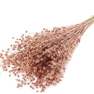 QC Dried Lino Flax | Colour: Copper | Linum Dried Flowers | Length ± 50 centimetres | Weight 150 grams | Per bunch