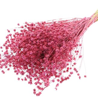 QC Dried Lino Flax | Colour: Cherry-coloured | Linum Dried Flowers | Length ± 50 centimetres | Weight 150 grams | Per bunch