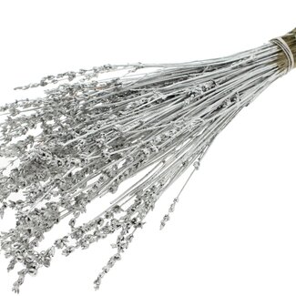 QC Getrockneter Lavendel | Farbe: Metallic Platinfarben | Lavendel Trockenblumen | Länge ± 50 Zentimeter | Pro Bund