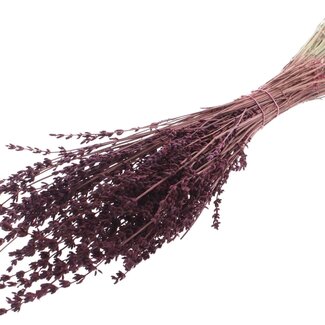 QC Dried Lavender | Colour: Bordeaux Red | Lavender Dried Flowers | Length ± 50 centimetres | Per bunch