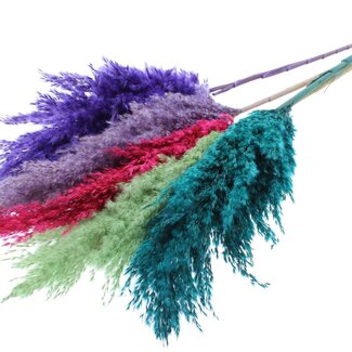 QC Getrocknete Pampasgraswedel „Bunt 7“ | Farbe: Gemischte Farben | Pampas Trockenblumen | Länge ± 100 Zentimeter | 5 Wedel pro Bund | Pro Bund