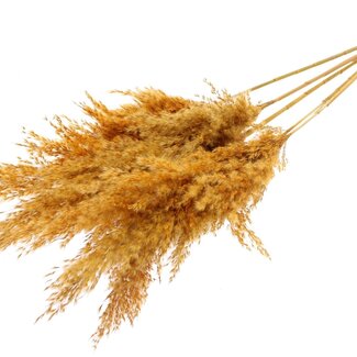 QC Getrocknete Pampasgras Federn | Farbe: Aprikosenfarben | Pampas Trockenblumen | Länge ± 100 Zentimeter | 5 Federn pro Bund | Pro Bund