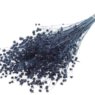 QC Dried Lino Flax | Colour: Dark Blue | Linum Dried Flowers | Length ± 50 centimetres | Weight 150 grams | Per bunch