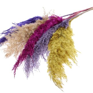 QC Dried Pampas Plumes “Colourful 11” | Colour: Mixed Colours | Pampas Dried Flowers | Length ± 100 centimetres | 5 plumes per bunch | Per bunch
