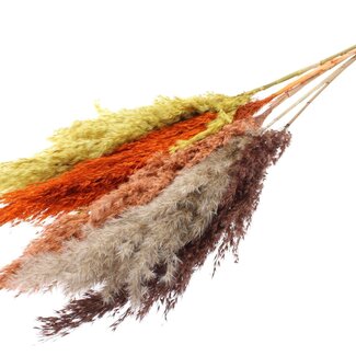 QC Getrocknete Pampasgräser „Bunt 3“ | Farbe: Gemischte Farben | Pampas Trockenblumen | Länge ± 100 Zentimeter | 5 Gräser pro Bund | Pro Bund