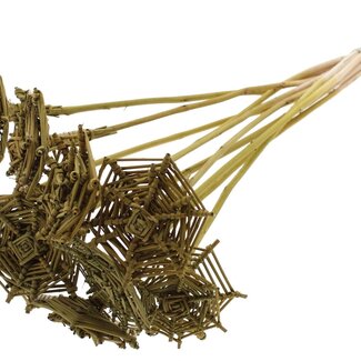 QC Rattan Lata Spiderweb on stick | Colour: Olive Green | Lata Spiderweb flat Plant Stake | Length ± 50 centimetres | 10 stakes per bunch