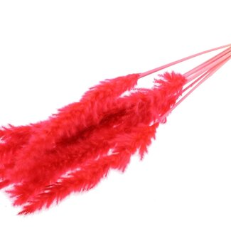 QC Getrocknete Gebleichte Fluffy Pampas Federn | Farbe: Korallenfarbe | Länge ± 70 Zentimeter | 10 Federn pro Bund | Pro Bund