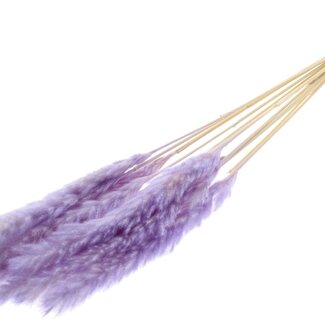 QC Dried Bleached Fluffy Pampas Plumes | Colour: Milka Purple | Length ± 70 centimetres | 10 plumes per bunch | Per bunch