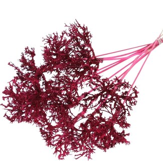 QC Dry Tree auf Stab | Farbe: Kirschfarben | Dry Tree Einstecker | Länge Einstecker ± 50 Zentimeter | 10 Einstecker pro Bund