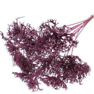 QC Dry Tree on stick | Colour: Metallic Pink | Dry Tree Stick | Stick length ± 50 centimetres | 10 sticks per bunch