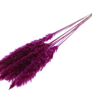 QC Dried Fluffy Pampas Plumes | Colour: Lilac | Length ± 70 centimetres | 10 plumes per bunch | Per bunch