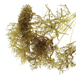 QC Dry Tree on stick | Colour: Yellow | Dry Tree Stick | Stick length ± 50 centimetres | 10 sticks per bunch