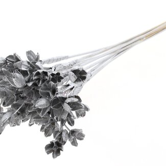 QC Bowls on stick | Colour: Silver-coloured | Beech Nut Seed Pod Pick | Length ± 50 centimetres | 10 picks per bunch