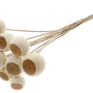 QC Bleached Dried Bellgums | Colour: Natural | Bell Cup Pick | Length ± 50 centimetres | 10 picks per bunch
