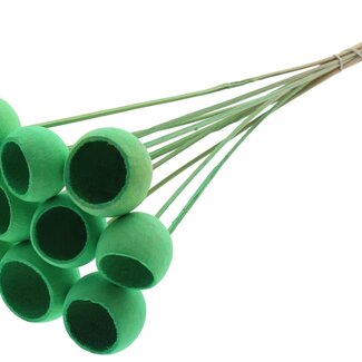 QC Gebleichte Getrocknete Bellgums | Farbe: Mintgrün | Bell Cup Stecker | Länge ± 50 Zentimeter | 10 Stecker pro Bund