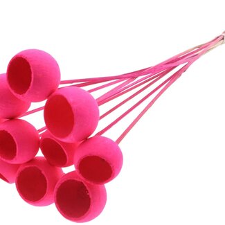 QC Gebleichte Getrocknete Bellgums | Farbe: Kirschfarben | Bell Cup Stecker | Länge ± 50 Zentimeter | 10 Stecker pro Bund