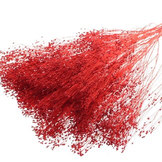 QC Bleached Dried Broom Bloom | Colour: Red | Broom Dried Flowers | Length ± 50 centimetres | Weight 100 grams | Per bunch