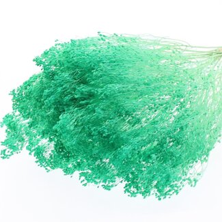 QC Bleached Dried Broom Bloom | Colour: Mint Green | Broom Dried Flowers | Length ± 50 centimetres | Weight 100 grams | Per bunch