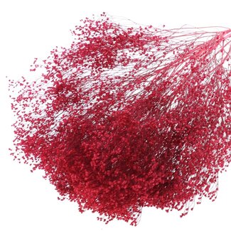 QC Dried Broom Bloom | Colour: Cherry-coloured | Broom Dried Flowers | Length ± 50 centimetres | Weight 100 grams | Per bunch