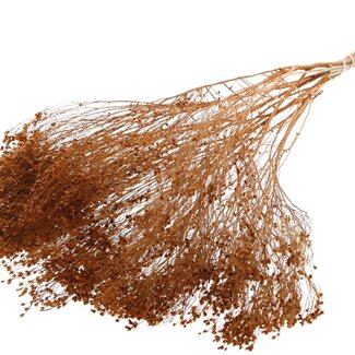 QC Dried Broom Bloom | Colour: Terracotta | Broom Dried Flowers | Length ± 50 centimetres | Weight 100 grams | Per bunch