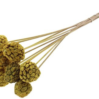 QC Bleached Atta Fruit on stick | Colour: Yellow | Custard Apple Pick | Length ± 50 centimetres | 10 picks per bunch