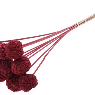QC Bleached Atta Fruit on stick | Colour: Bordeaux red | Custard Apple Pick | Length ± 50 centimetres | 10 picks per bunch
