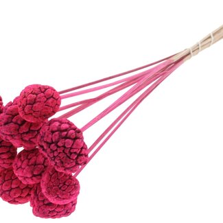 QC Bleached Atta Fruit on stick | Colour: Cherry-coloured | Custard Apple Pick | Length ± 50 centimetres | 10 picks per bunch