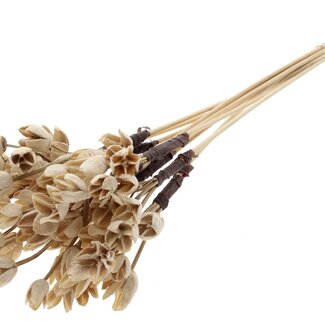 QC Bowls on stick | Colour: Bleached Natural | Beech Nut Seed Pod Pick | Length ± 50 centimetres | 10 picks per bunch