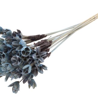 QC Bakuli on stick | Colour: Light blue | Beech nut seed pod pick | Length ± 50 centimetres | 10 picks per bunch