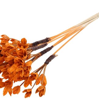 QC Bakuli on stick | Colour: Orange | Beech Nut Seed Pod Pick | Length ± 50 centimetres | 10 picks per bunch