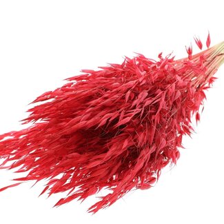 QC Dried Wild Oats | Colour: Red | Wild Avena Dried Flowers | Length ± 70 centimetres | Weight 100 grams | Per bunch
