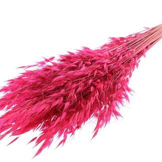 QC Dried Wild Oats | Colour: Cherry-coloured | Wild Avena Dried Flowers | Length ± 70 centimetres | Weight 100 grams | Per bunch