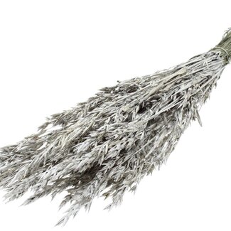 QC Getrockneter Hafer | Farbe: Platinafarben mit Glitzer | Avena Trockenblumen | Länge ± 60 Zentimeter | Gewicht 250 Gramm | Pro Bund