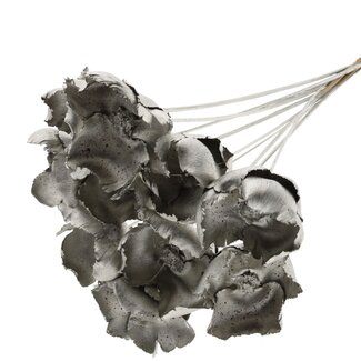 QC Dried Palm Cup on stem | Colour: Platinum | Length ± 50 centimetres | 10 stems per bunch