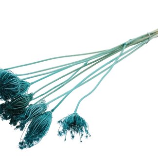 QC Dried Bleached Ammi Majus | Colour: Turquoise | Queen Anne's Lace Dried Flowers | Diameter ± 2 - 4 centimetres | Length ± 50 centimetres | 10 per bunch