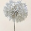 Puste Blume Konserviert | Farbe: Weiß | Länge ± 25 centimeter | Pro Stiel | In Display Box