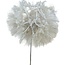 Puste Flower Preserved | Colour: White | Length ± 25 centimetre | Per stem | In Display Box