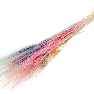 QC Getrocknete Gebleichte Bartweizen | Farbe: Pastell-Mix | Triticum Trockenblumen | Länge 70 centimeter | Gewicht 150 gram | Pro Bund