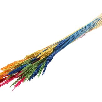 QC Getrocknete Gebleichte Weizen | Farbe: Rainbow Mix | Triticum Trockenblumen | Länge 60 centimeter | Gewicht 100 gram | Pro Bund