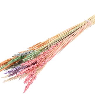 QC Dried Bleached Wheat | Colour: Pastel Mix | Triticum Dried Flowers | Length 60 centimeter | Weight 100 gram | Per bunch