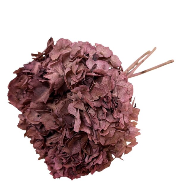 Preserved Hydrangea | Colour: Bordeaux red | Hydrangea Preserved Dried Flowers | Length ± 30 centimetre | Per stem