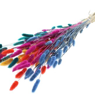 QC Getrocknete Hasenschwänzchen Premium “Calypso Autumn” | Farbe: Gemischte Farben | Lagurus Ovatus Trockenblumen | Länge ± 70 centimeter | Gewicht 100 gram | Pro Bund